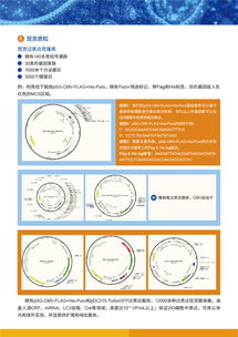 病毒包裝相關試劑盒及一站式服務，為科研保駕護航